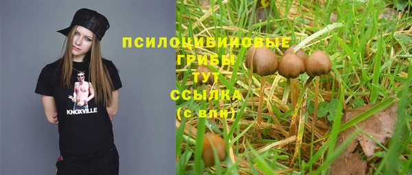 PSILOCYBIN Бородино
